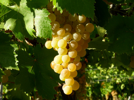 паломино 2 паломино 2