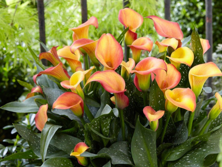 НоменклатураПрисоединенныеФайлы