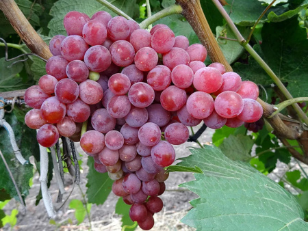 виноград Эйнсет Сидлис