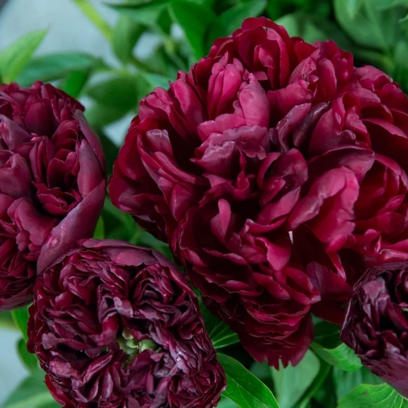 пион питер бренд