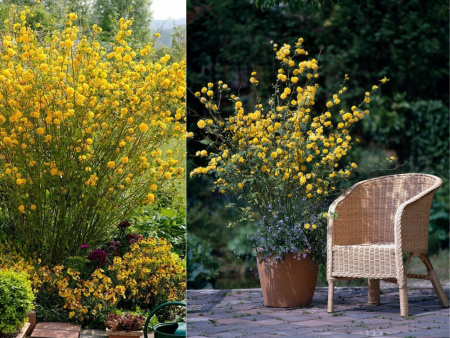 Керрия японская 4