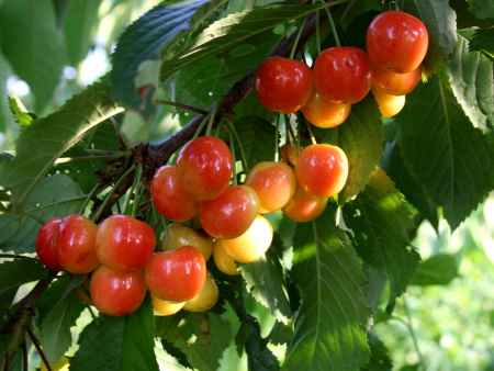 chereshnya-FrantsIosif-IZI