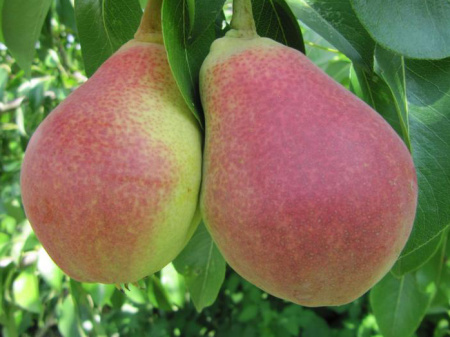 Любимица Клаппа