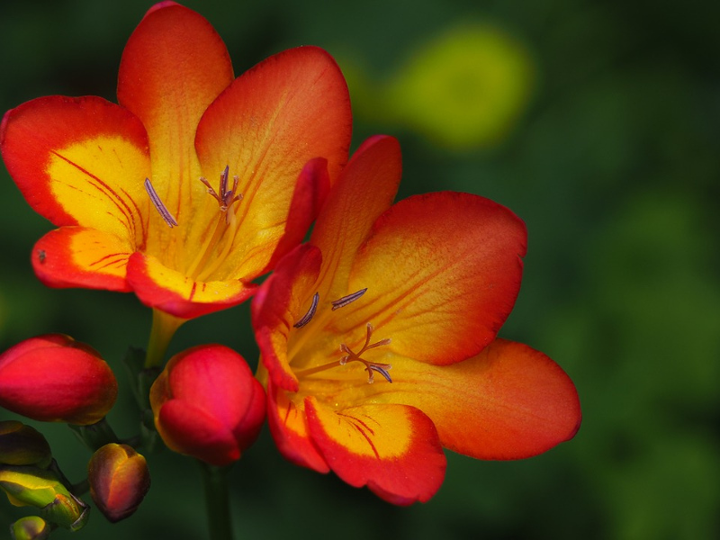 фрезия махровая оранжевая (freesia orange) 10шт