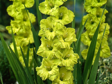 гладиолус Спринг Грин