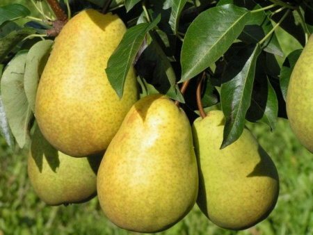 груша чижовская 2