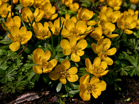 eranthis_hyemalis_1200_a
