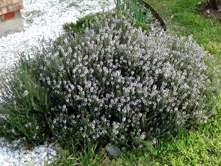 тимьян сахарныи__