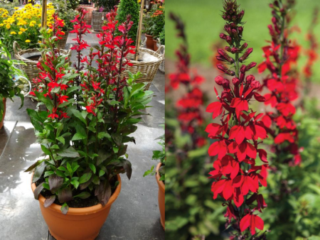 Лобелия Фан Скарлет 