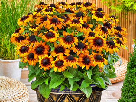 рудбекия тото рустик2