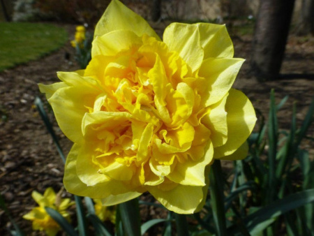 нарцисс дик вилден1