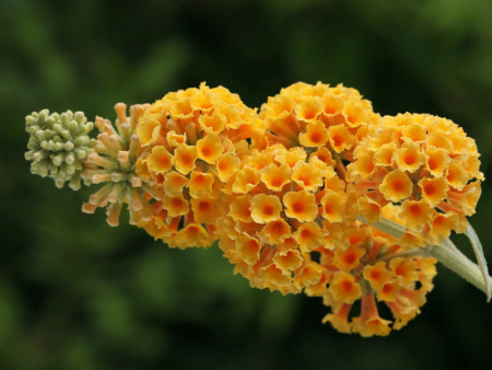 Буддлея Вейера Санголд Буддлея Вейера Санголд