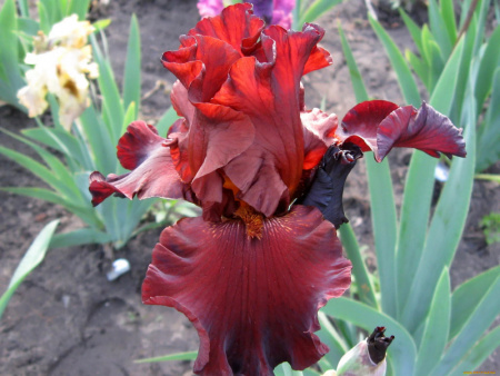 ирис красный