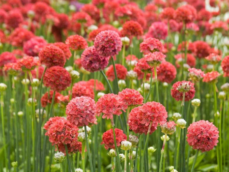 Армерия Балерина Ред 1