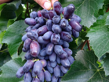 виноград памяти академика Дженеева