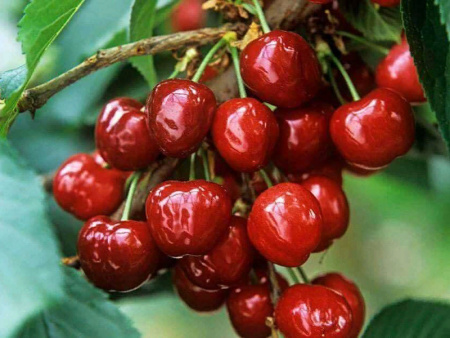 НоменклатураПрисоединенныеФайлы