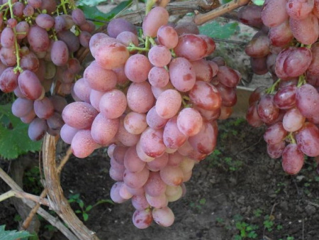 НоменклатураПрисоединенныеФайлы