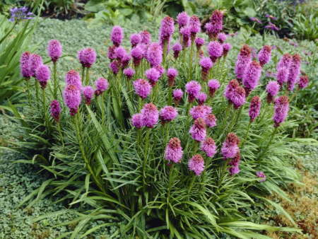 лиатрис Кобольд