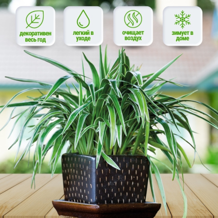 хлорофитум