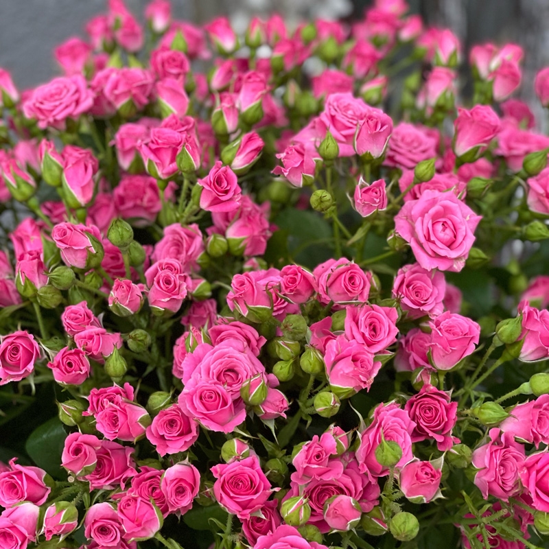 Роза Лавли Лидия фото