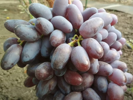 Виноград Байконур Виноград Байконур