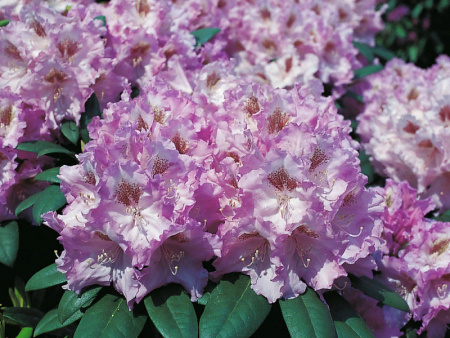 рододендрон каролина альбрук