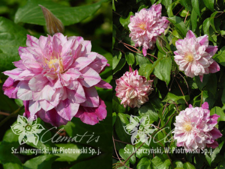 НоменклатураПрисоединенныеФайлы