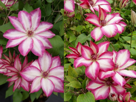 клематис Пикоти1