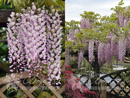 НоменклатураПрисоединенныеФайлы НоменклатураПрисоединенныеФайлы