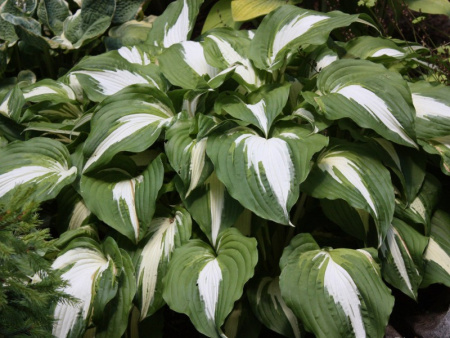 НоменклатураПрисоединенныеФайлы