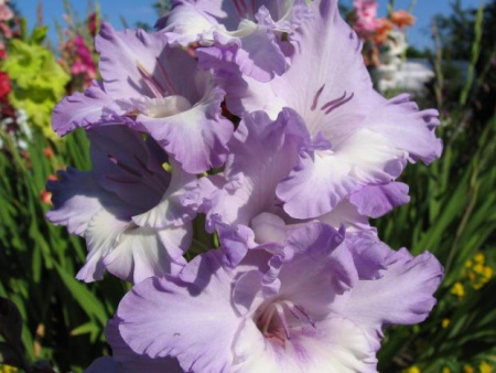 гладиолус Милка