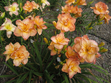 НоменклатураПрисоединенныеФайлы