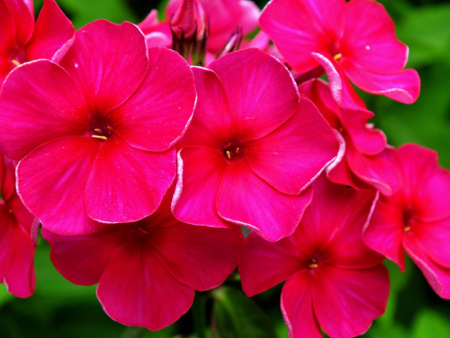 флокс кардинал