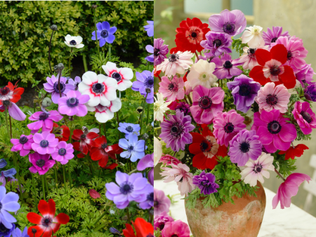 анемона Де Каен смесь1