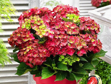 Гортензия крупнолистная 'Magical ® Ruby Tuesday