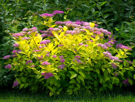 НоменклатураПрисоединенныеФайлы НоменклатураПрисоединенныеФайлы