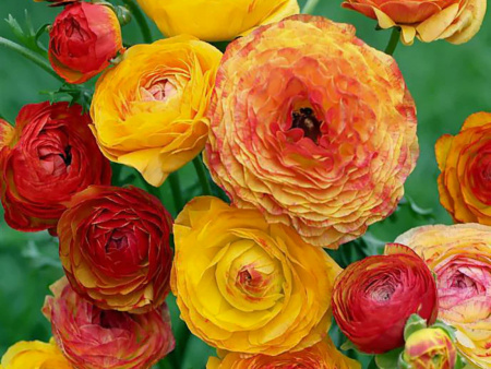 Пикоти Оранж2