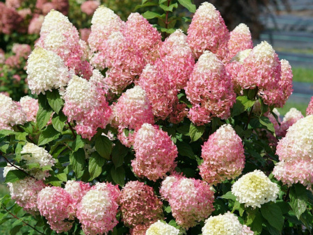 гортензия саммер лав