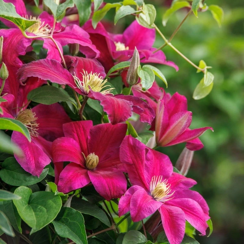 Клематис Ниобе фото и описание. Саженцы в каталоге интернет магазина Долина роз. Клематис Ниобе фото