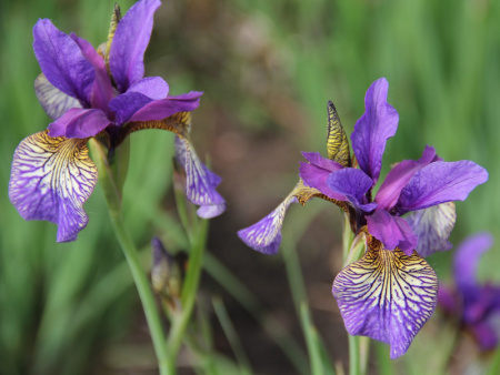 ирис шейкерс прайер