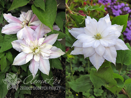 Клематис Матка Седлиска