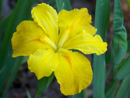 НоменклатураПрисоединенныеФайлы