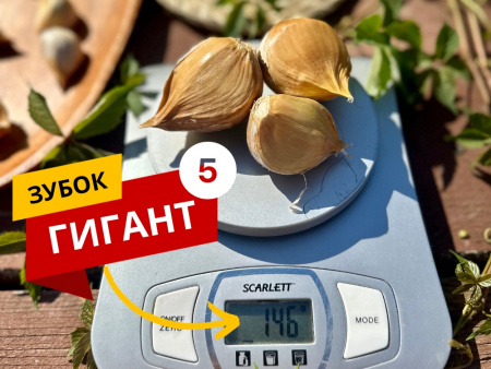 Чеснок