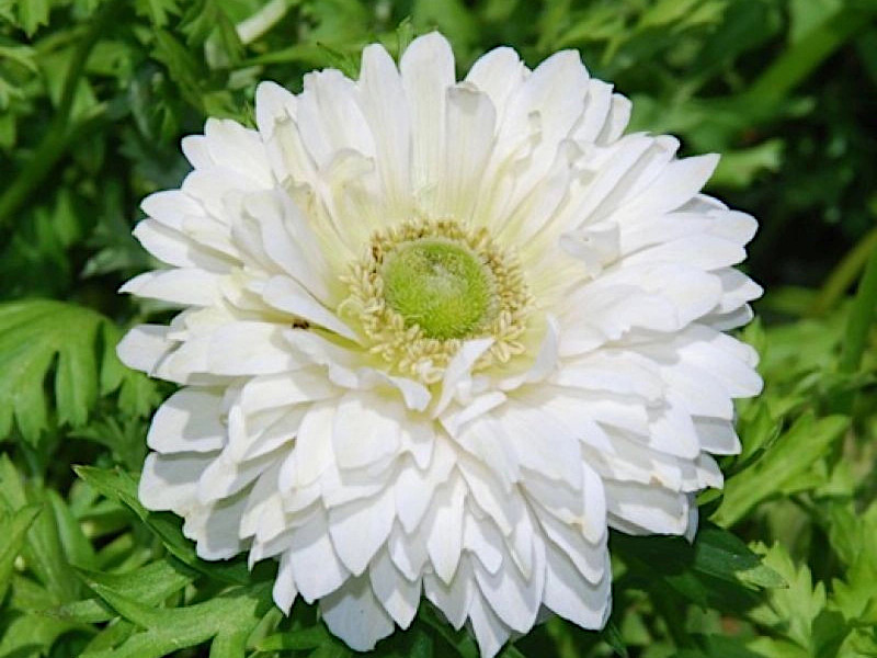 Анемона Mount Everest (Маунт Эверест) 10шт анемона mount everest (маунт эверест) 10шт