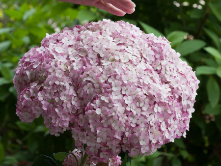 Гортензия Баблгам