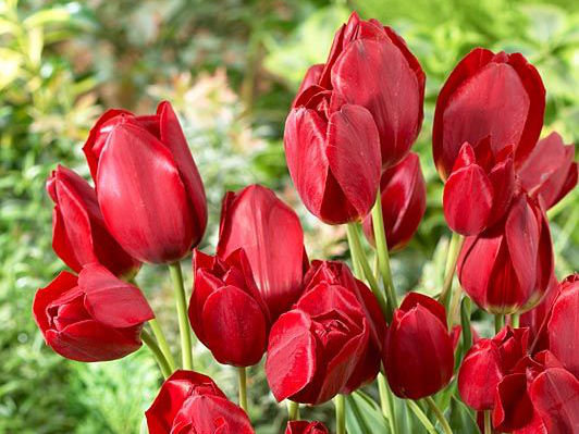 тюльпан red bouquet (ред букет) 