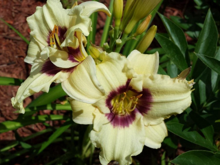 лилейник Pandora's Box2