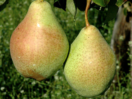 НоменклатураПрисоединенныеФайлы