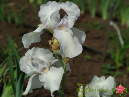 инглиш коттедж