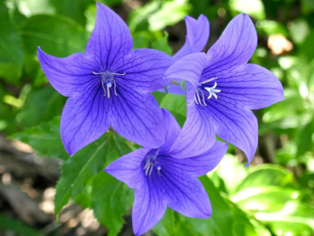 платикодон синий